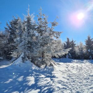 śnieg i zaśnieżone drzewa