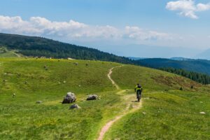 góry, krowy, rowerzysta